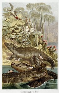 Cocodrilos del Nilo (crocodilus nicoticus) - en “La Vita degli animali” de A.E. Brehm, Torino de Unbekannt Unbekannt