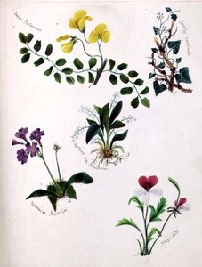 Flores Silvestres de Lili Cartwright