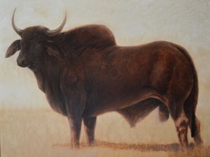 Toro Brahmán de Lincoln Seligman