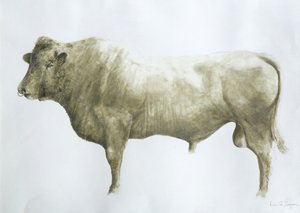 Toro de Islay