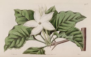 Gardenia propinqua de Lindley