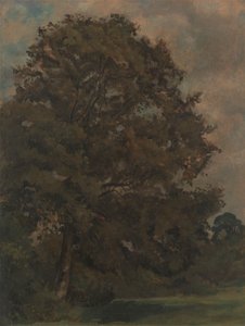 Estudio de un fresno de Lionel Constable