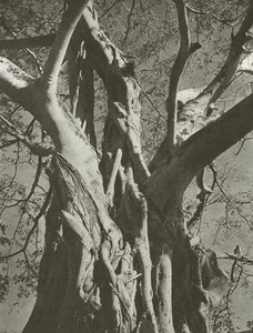 Árbol baniano (foto en blanco y negro) de Lionel Wendt