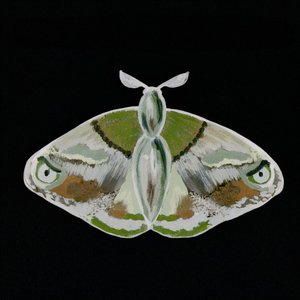 Una llamativa polilla verde
