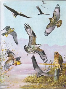 Águila Calva, Buitre Tortuga, Halcón de Cola Roja del Este, Halcón Pato, Águila Pescadora Americana, Halcón de los Pantanos