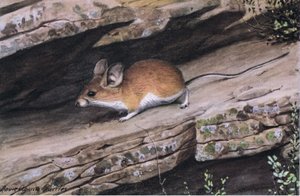 Ratón de Orejas Grandes Representa al Clan de Pies Blancos en los Cañones Escarpados del Suroeste de Louis Agassiz Fuertes