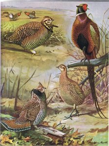 Gallina de los Páramos, Faisán de Collar, Urogallo del Este de Louis Agassiz Fuertes