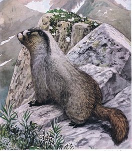 Marmota gris siempre vigilante, señala peligro con silbidos agudos de Louis Agassiz Fuertes