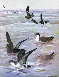Ilustración de La historia natural de las aves americanas del este y centro de Norteamérica, pub. por Bramhall House c.1970