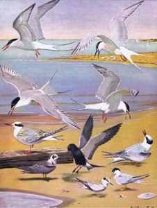 Ilustración de La historia natural de las aves americanas del este y centro de Norteamérica, pub. por Bramhall House c.1970
