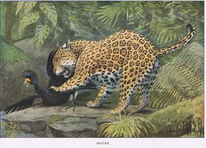 Jaguar de Louis Agassiz Fuertes