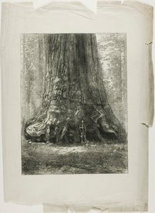 Árboles retorcidos de Louis Auguste Lepère
