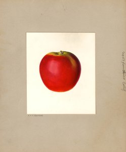 Manzana (Malus domestica: nº 57) (acuarela) de Louis Charles Christopher Krieger