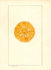 Naranja (Citrus sinensis) (acuarela) de Louis Charles Christopher Krieger