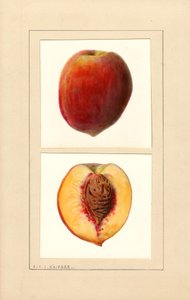 Melocotones (Prunus persica: Número 10) (acuarela) de Louis Charles Christopher Krieger