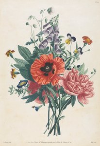 Colección de Flores y Frutas Pintadas del Natural: Ramo de Dedalera, Clemátide, Pensamiento, Peonía, Amapola y Lirio Amarillo de Louis Charles Ruotte