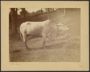 [Steer]