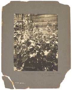 Estudios Tiffany, c.1898-1920 (fotografía b/n)