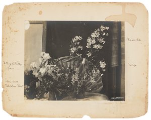 Estudios Tiffany, c.1898-1920 (fotografía b/n) de Louis Comfort Tiffany