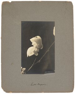 Estudios Tiffany, c.1898-1920 (fotografía b/n)