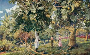 Árbol del pan, América Central (litografía en color) de Louis Fairfax Muckley
