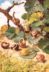 Caracoles de tierra, ilustración de "Country Days & Country Ways" (litografía en color)