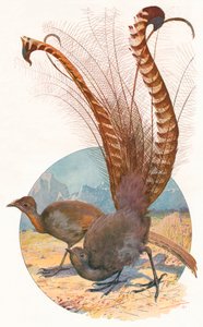 Aves lira, 1911 de Louis Fairfax Muckley