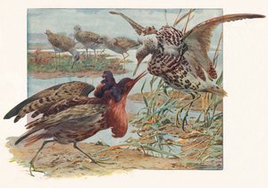 Ruffs y Reeves, c. 1910, 1911