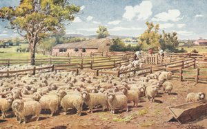 Escena en una estación de ovejas australiana (litografía en color)