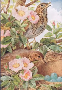 Zorzales cantores con nido, ilustración de "Country Days & Country Ways".