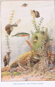 Sticklebacks y caracoles de agua, ilustración de "Country Ways and Country Days" (litografía en color)
