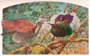 Aves del paraíso de doce alambres, c1910, 1911 de Louis Fairfax Muckley