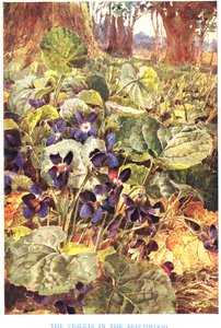 Violetas en el hayedo, ilustración de "Country Ways and Country Days" (litografía en color)