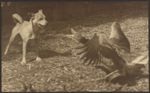 [Angry Bird y perro] de Louis Fleckenstein