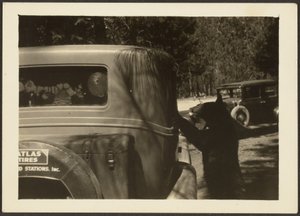 [Oso en el coche]