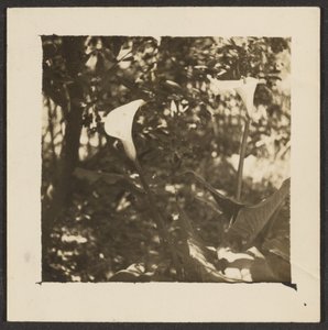 [Calla Lilies] de Louis Fleckenstein