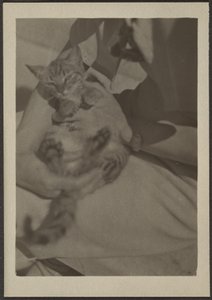 [Cat] de Louis Fleckenstein