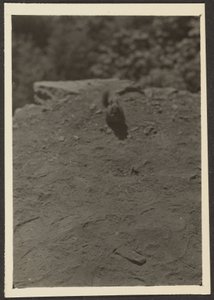 [Chipmonk on Trail]