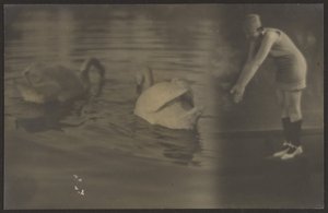 [Composite of Swans and Diver] de Louis Fleckenstein