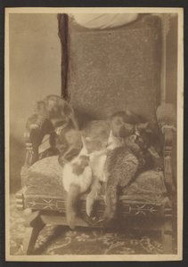 [Acurrucarse con gatos y perros]