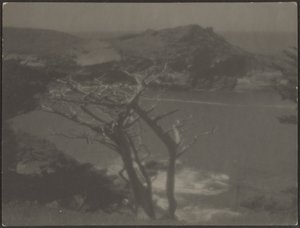 [Ciprés en la Costa]
