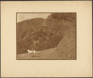 [Perro y mujer en un paisaje montañoso] de Louis Fleckenstein