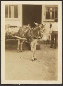 [Burro y carro]