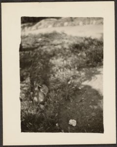 [Pato en paisaje] de Louis Fleckenstein
