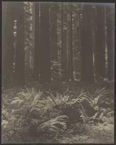  de Louis Fleckenstein
