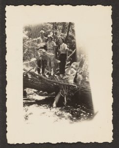 [Figuras en el bosque]