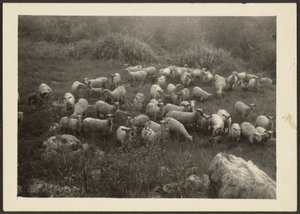  de Louis Fleckenstein