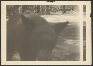 [Oso amistoso en el camping]