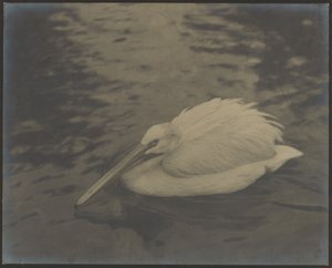 [Heron] de Louis Fleckenstein