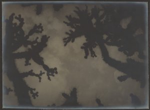 [Joshua Trees] de Louis Fleckenstein